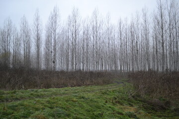 Poplar trees in the autumn period of the year. The forest in the autumn period of the year, sunlit by the morning sun and mist.