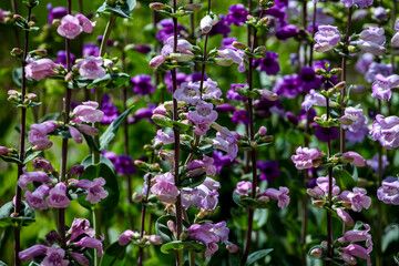 Pikes Peak Purple Penstemon flowers