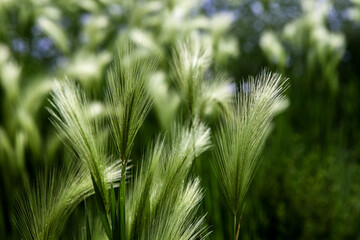 Foxtail barley (Hordeum jubatum) in the field