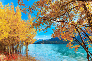 Flooded grove