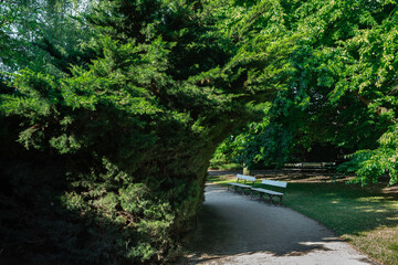 Benches in the shade of a huge thuja tree.