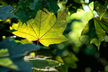 Green  maple leaf on the lumen.