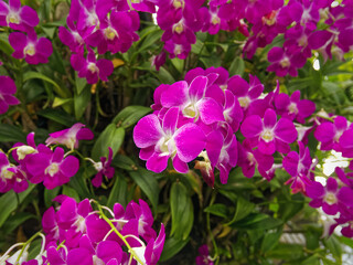 Fototapeta premium Close-up Pink Orchid Flowers with Selective Focus