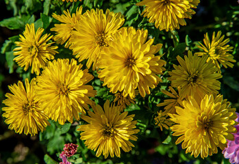 Various-colored and various-shaped inflorescences of ornamental plants characteristic for the feast of the dead celebrated in Podlasie in Poland on 01-02.2022.