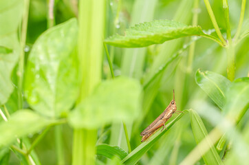 A Brown Grasshopper that is perched on a green leaf