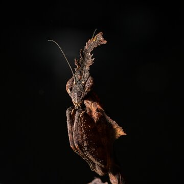 Macro shot of a Phyllocrania paradoxa before the black background