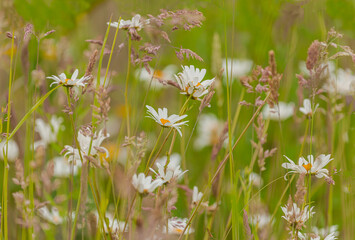 field of daisies