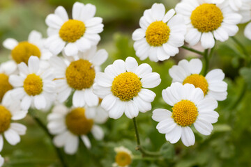 Fototapeta premium feverfew (Tanacetum parthenium) herb plant 