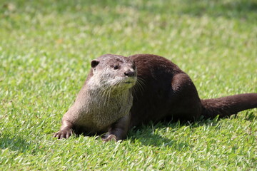 Smooth Coated Otter in a field