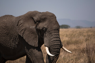 Fototapeta na wymiar Close up of large African elephant walking alone