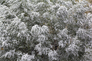 Background in the form of foliage of willow trees sprinkled with wet heavy snow.
