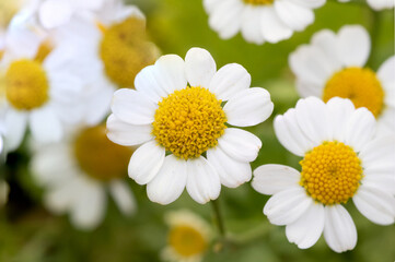 feverfew (Tanacetum parthenium) herb plant 