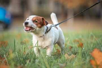 Portrait of a beautiful thoroughbred Jack Russell Terrier on a walk in the grass.