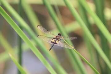 Black and Yellow Flutterer Dragonfly