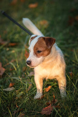 Portrait of a beautiful thoroughbred Jack Russell Terrier on a walk in the grass.