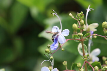 Scoliid Wasp feeding on nectar