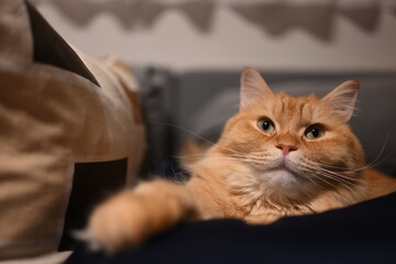 くつろぐ猫(マンチカン)