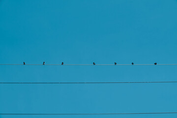 bird perching on electric wire