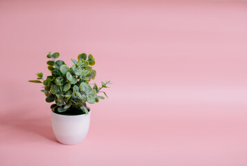 eucalyptus in a white pot on a pink pot
