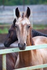 Young akhal-teke horse portrait - 543866840
