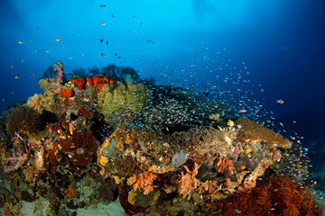 Naklejka na ściany i meble Colorful Coral Reef Teeming with Life. Fam, Raja Ampat, Indonesia