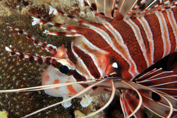 Spotfin Lionfish Close-up (Pterois Antennata). Anilao, Philippines