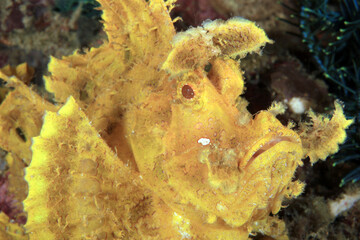 Close-up of a Yellow Weedy Scorpionfish (Rhinopias frondosa). Anilao, Philippines