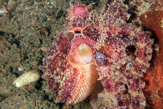 Poison Ocellate Octopus (Amphioctopus mototi, aka Mototi octopus, Occelated Blue-ringed Octopus). Anilao, Philippines