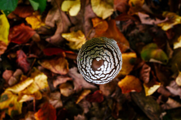 Small mushroom on background of fallen leaves in autumn forest