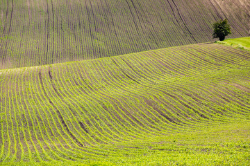 landscape of Moravian Tuscany, Czech Republic