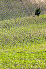 Obraz premium landscape of Moravian Tuscany, Czech Republic