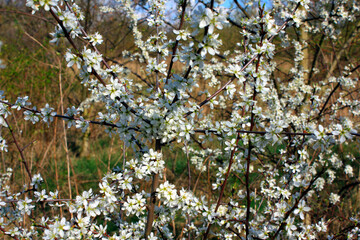 Spring
