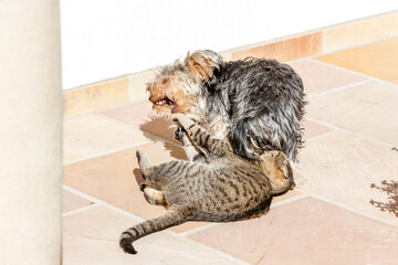 fight between cat and dog