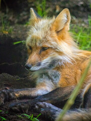 Naklejka na ściany i meble Portrait of a red fox (Vulpes vulpes).