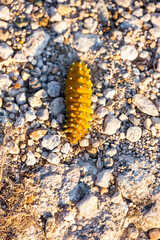 close up of a caterpillar on the stones