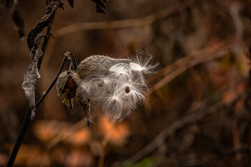 Milkweed pods spilling its seeds