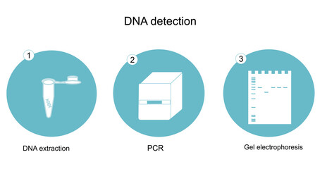 The workflow of DNA detection with PCR technique and observation with Gel electrophoresis: DNA extraction, PCR and Electrophoresis) that shown in the icon concept of blue and white