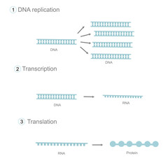The important process of molecular biology or central dogma: Replication, Transcription and Translation for generating DNA to RNA and protein, respectively - obrazy, fototapety, plakaty
