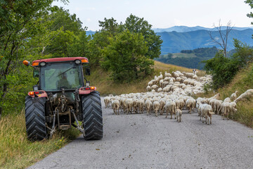 road blocked by herd of sheep, Marche, Italy