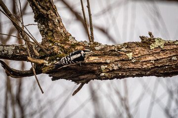 Downy Woodpecker searches for grubs