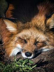 Fototapeta premium Portrait of a red fox (Vulpes vulpes).