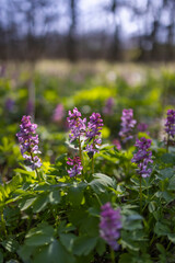 Hollow smokestack (Corydalis cava), spring forest, Southern Moravia, Czech Republic © Richard Semik