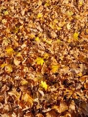 
A colorful image of fallen red and orange autumn leaves perfect for seasonal use. Space for text.