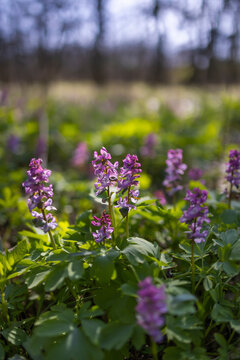 Hollow smokestack (Corydalis cava), spring forest, Southern Moravia, Czech Republic