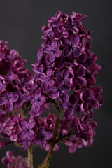 A bunch of lilacs in dark purple color isolated on a black background.