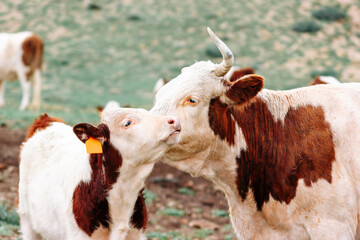 A mother cow licks a calf in the pasture. Cute domestic animals/