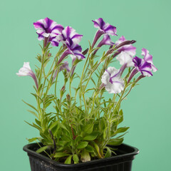 White-purple petunia flowers isolated on green background.