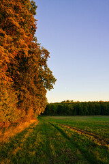 Autumn forest edge at a field in the countryside