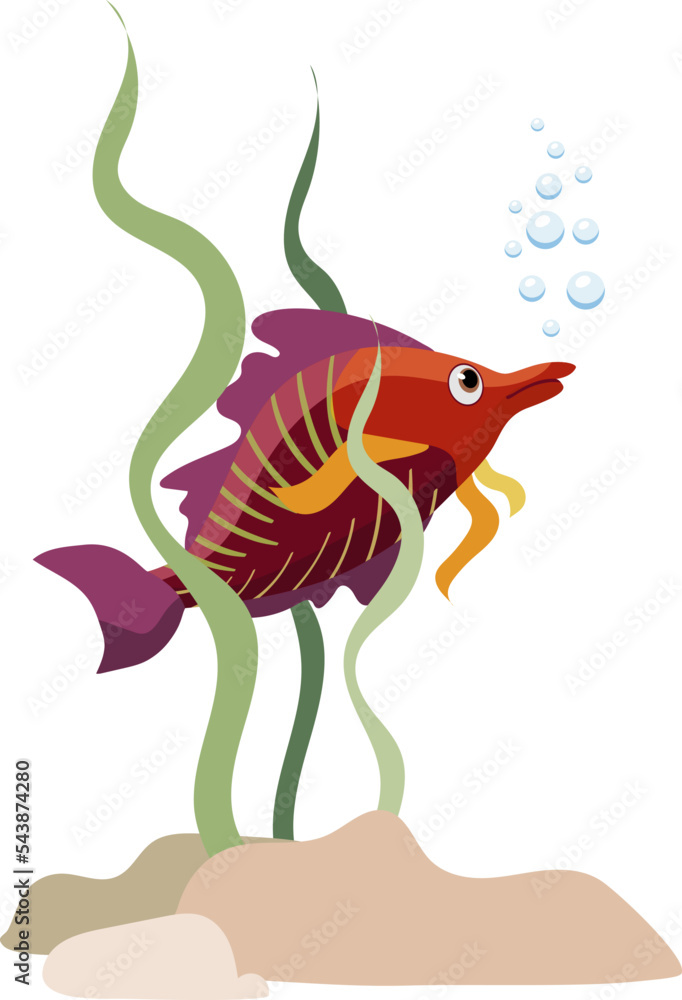 Wall mural Single aquarium purple tropical fish with seaweed and stones, isolated on white background