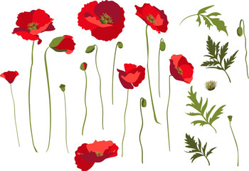 Set of design elements, rep poppy flowers, stems and leaves. Isolated on white background